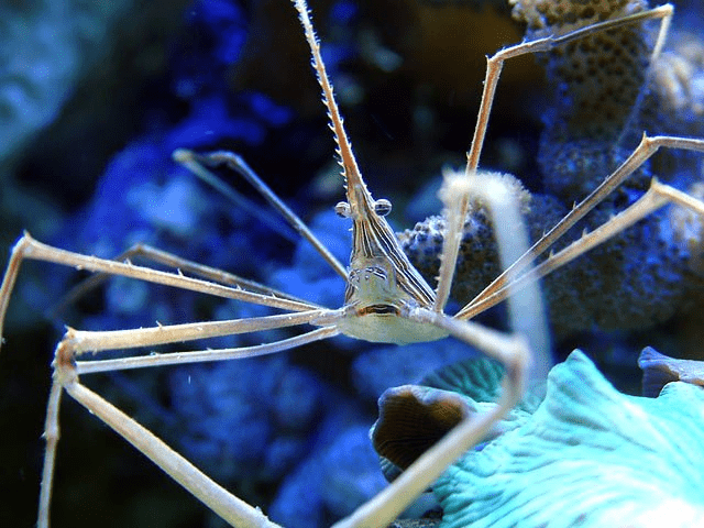 海底的长脚怪 —— 箭蟹（Arrow Crab） | 51热带鱼